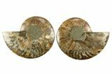 Cut & Polished, Agatized Ammonite Fossil - Madagascar #310700-1